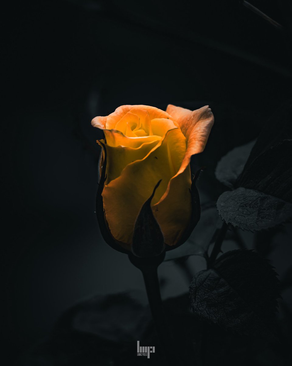 monkbonk's tweet image. #DarkEdition Good Night