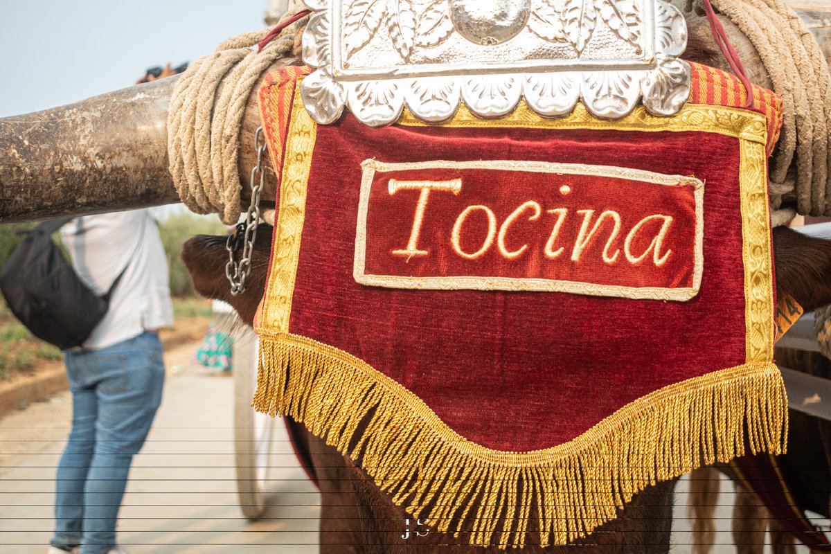 📍La <a href="/RocioTocina/">Hdad Rocio de Tocina</a> ha llegado en la tarde de este martes a Umbrete, donde buscará su lugar de sesteo para reanudar mañana su peregrinaje.

#ElRocio25