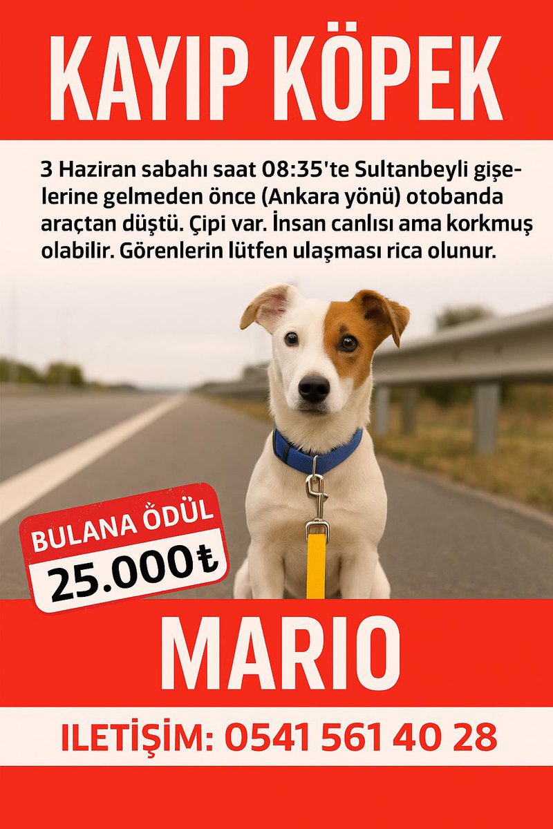 Mario’nun ilanına tekrar yüklenir misiniz?
bu köpeğin yüzü de vi türlü gülmedş