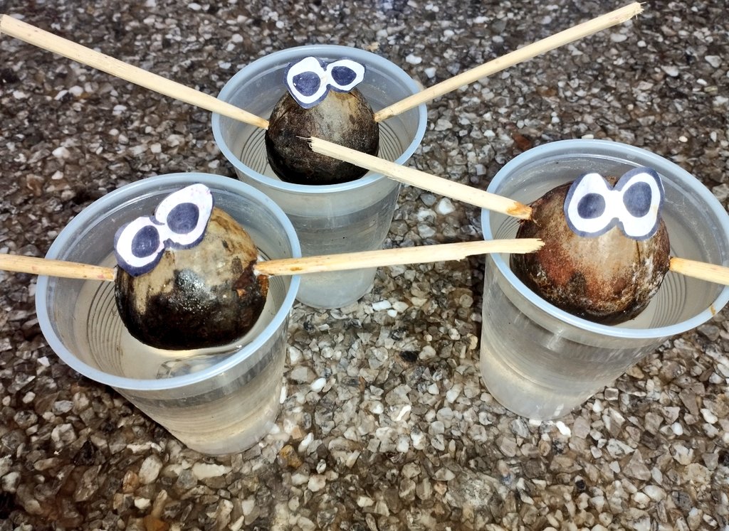 3rd week trying to get these avocados to germinate. In my country they are called PALTA, I don't know how much time they need, I'm changing water each 2 days. Is almost winter here in Argentina