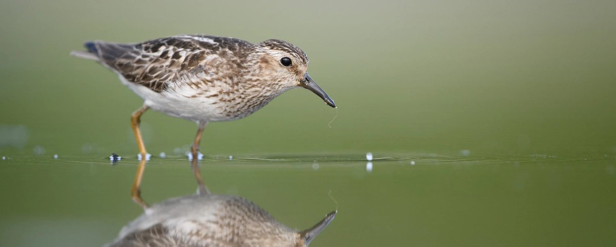 CA Rice Commission (@ricenews) on Twitter photo For 10 years, BirdReturns has shown what’s possible when rice growers and conservationists work together. 180K+ acres of habitat have supported millions of migrating birds.
A win for working lands and wildlife.
<a href="/AudubonCA/">Audubon California</a> @PointBlueConSci <a href="/nature_org/">The Nature Conservancy</a>
audubon.org/california/pre… For 10 years, BirdReturns has shown what’s possible when rice growers and conservationists work together. 180K+ acres of habitat have supported millions of migrating birds.
A win for working lands and wildlife.
<a href="/AudubonCA/">Audubon California</a> @PointBlueConSci <a href="/nature_org/">The Nature Conservancy</a>
audubon.org/california/pre…
