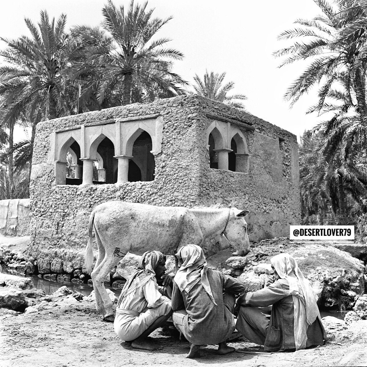 القطيف تاروت