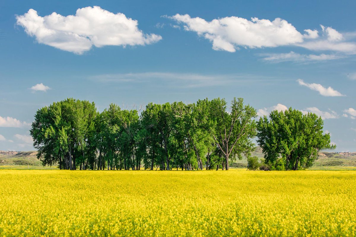 Producer action requested: Upcoming Canola Checkoff Referendum

For more info, please visit: agr.mt.gov/News/Upcoming-….

#MTAg #MontanaAg #MTAgriculture