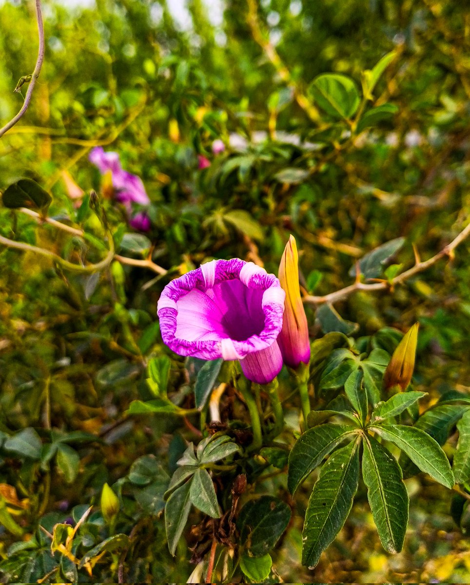 MAKPHOTOGRAPHY2's tweet photo. #TechnoCamon19Neo
#FocalLenght4.74mm
#Aperture1.8
#ExposureTime1/710s
#ISO106
.
.
#NaturePhotography #FlowerLovers #GardenVibes #GreeneryGoals #RelaxWithNature #ColorInNature #VillageLifeDiaries #VisualStorytelling #BloomWithNature #PeacefulPlaces #WildflowerBeauty https://t.co/rJwD22Crxu