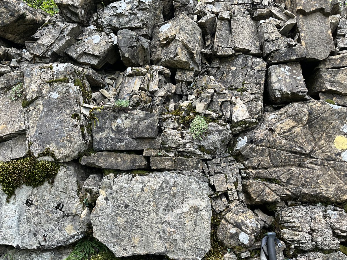 Antichi muri a secco lungo il sentiero che da Torriglia porta al Monte Antola nel <a href="/parcoantola/">Parco dell'Antola</a>
