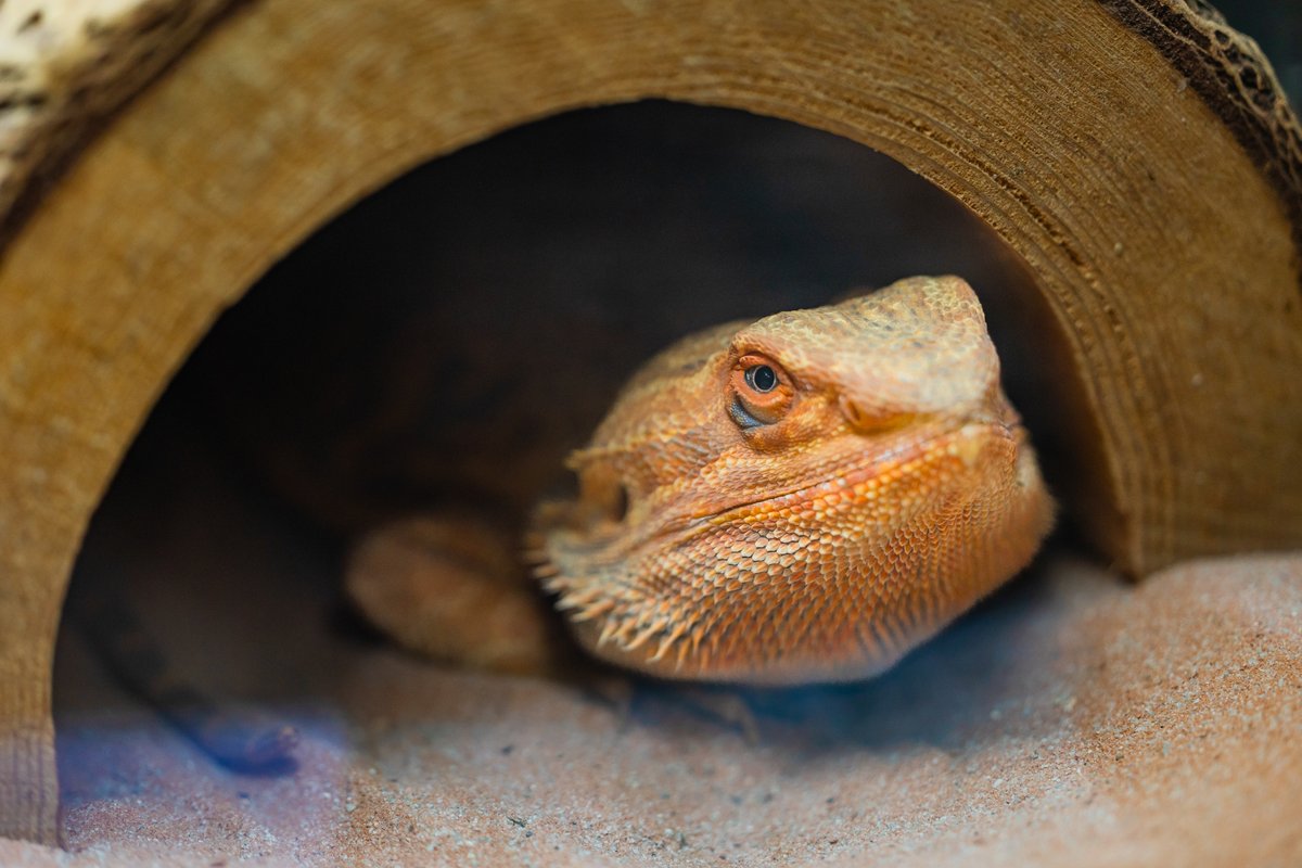 🦎 Next time you visit #BirchAquarium, don’t miss our #Reptile Meet and Greet! 🐍

During this daily talk, our animal care specialists will share some insights into the daily care of our #AnimalAmbassadors and ways you can support #conservation efforts!

aquarium.ucsd.edu/events/reptile…
