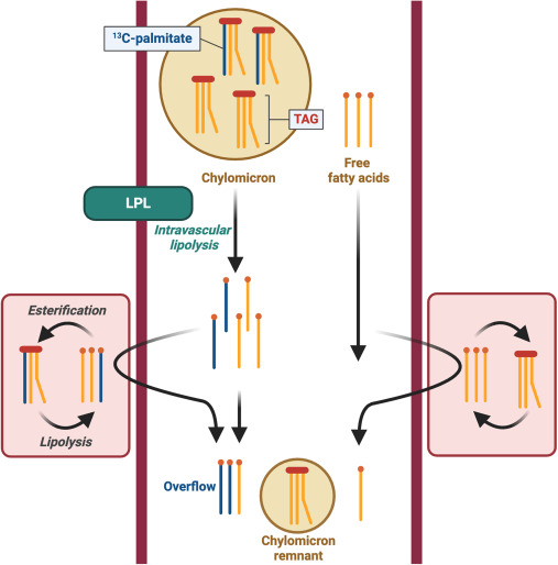 jcrivasferr's tweet photo. If IL-6R ab blockade decreases the expression of the #fatty acid #transporter #CD36, with an as yet unclear effect on #subcutaneous and #visceral #adipose #tissue, could this generate a decisive response in hepatic #steatosis, #cardiovascular #disease, and morbid #obesity?🔬🐁🫰🔬🐁🐁
Could #plasma C-palmitate levels be a #predictor of abnormal fatty acid uptake and #overflow in #muscle tissue?
@EkStasevich @drshafikuchay @atvbahajournals @endothelialnews @TheLancetEndo @IOR_Obesity @hopkinsheart @WashUDeptMed @WashUCardiology @HaoYin20 @IEEEembs @gkolost @JPBY_official @StrokeAHA_ASA @society_eas @isth @LuisSobrevia2 @FacMedicinaUC @CMPLPUCCHILE @AlisaAn46097029 @CircAHA @HyperAHA @HypertensionAus @JCVPOnline @CNIC_CARDIO @endocDiabNutric 👇🧵👇