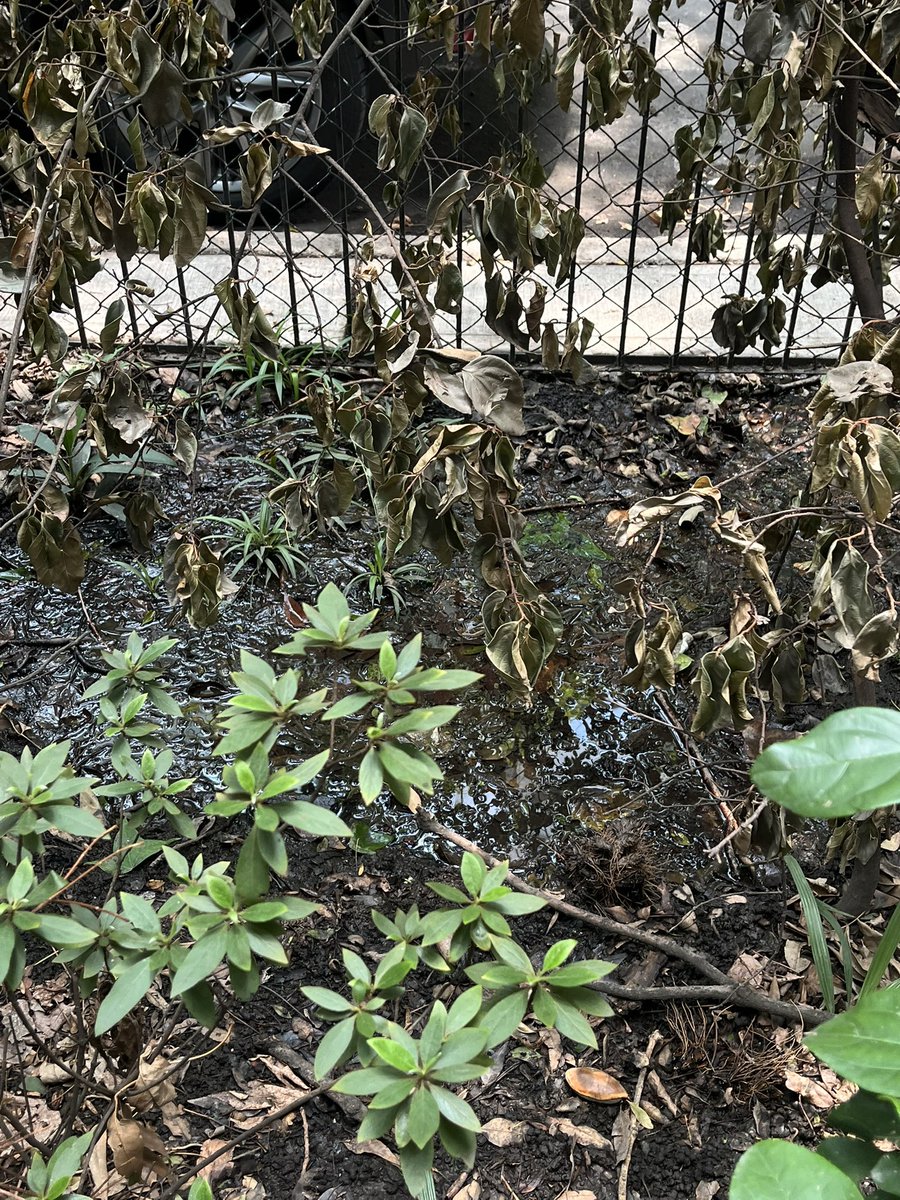 Manuel Radosh tweet media