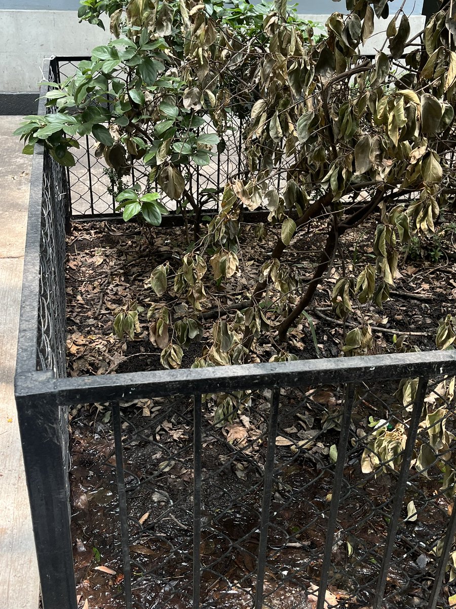 Manuel Radosh tweet media