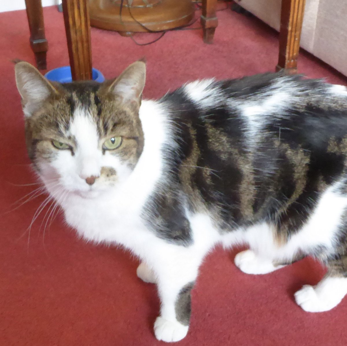 Retirement home needed for gentle &amp; sweet Lola Mae (no other pets please). She likes the quiet life, pottering in the garden with you but otherwise staying in the house. Meat stick treats a bonus! For more info:  tinyurl.com/3vf7tvt3 #AdoptDontShop #CatsOfTwitter #CatsOfX