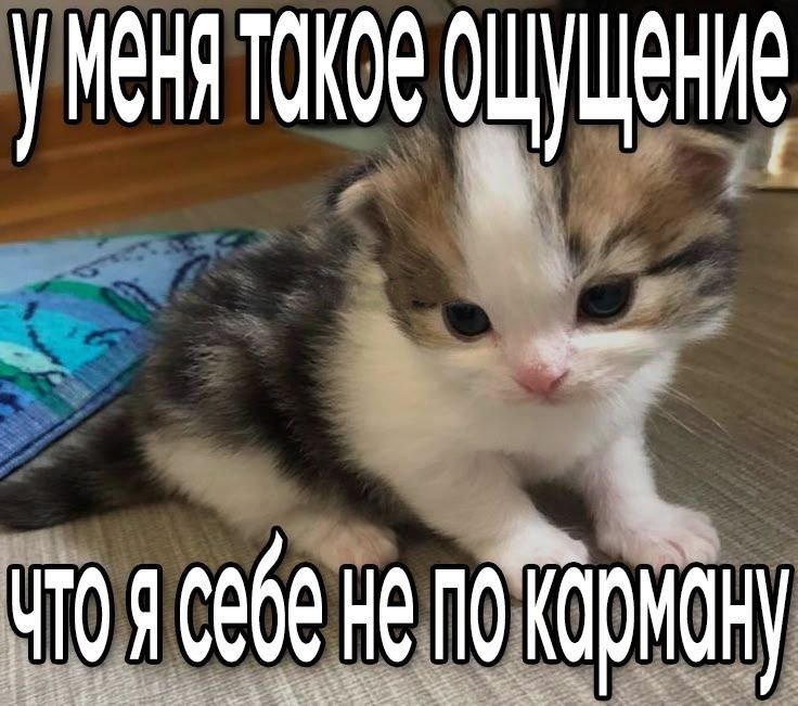 catsilcats's tweet photo. https://t.co/6hcY0vX1Vj