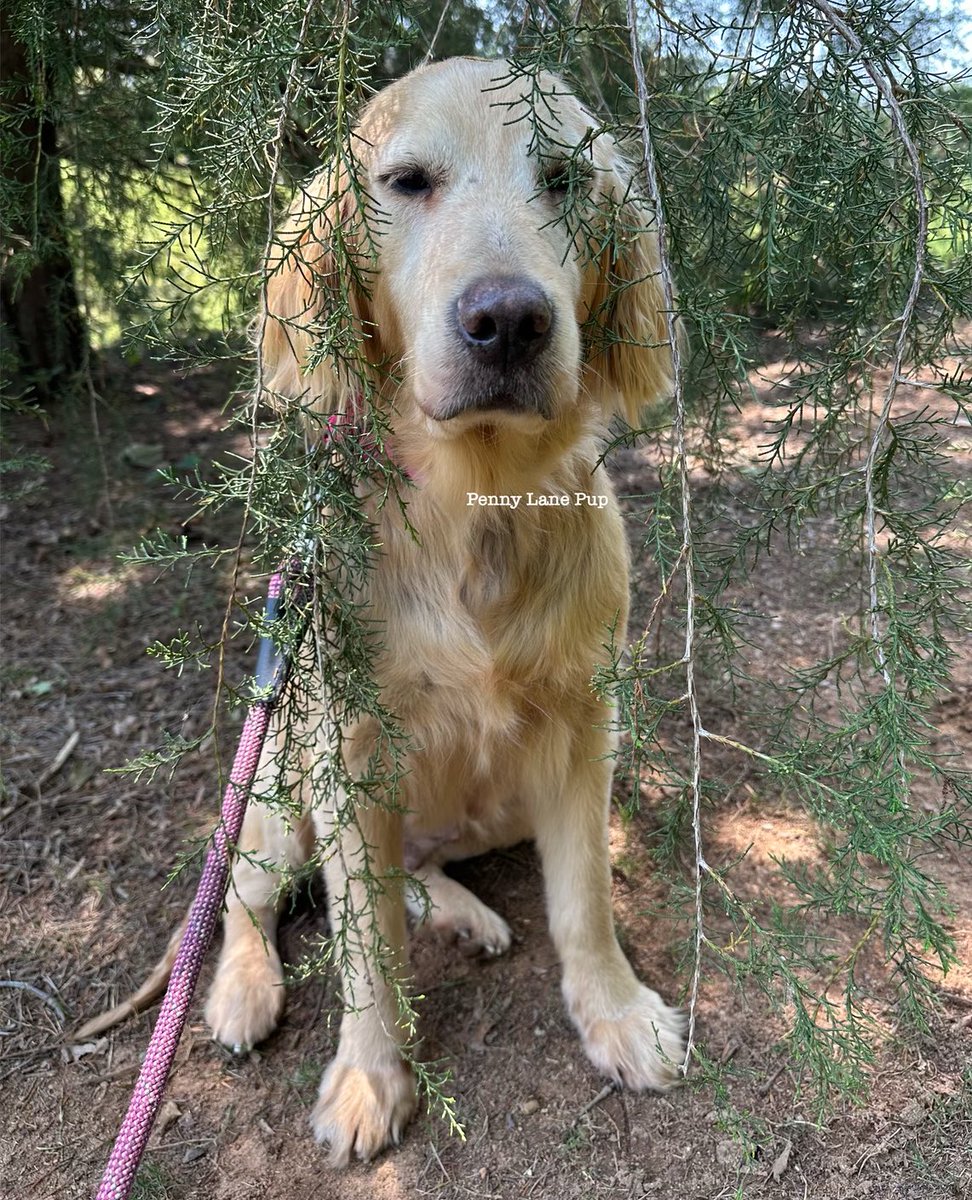 Where’s Buttercup?!?!?! 🤣 She’s very goob and hide n’ seek! 🤣
#buttercup #fosterpup