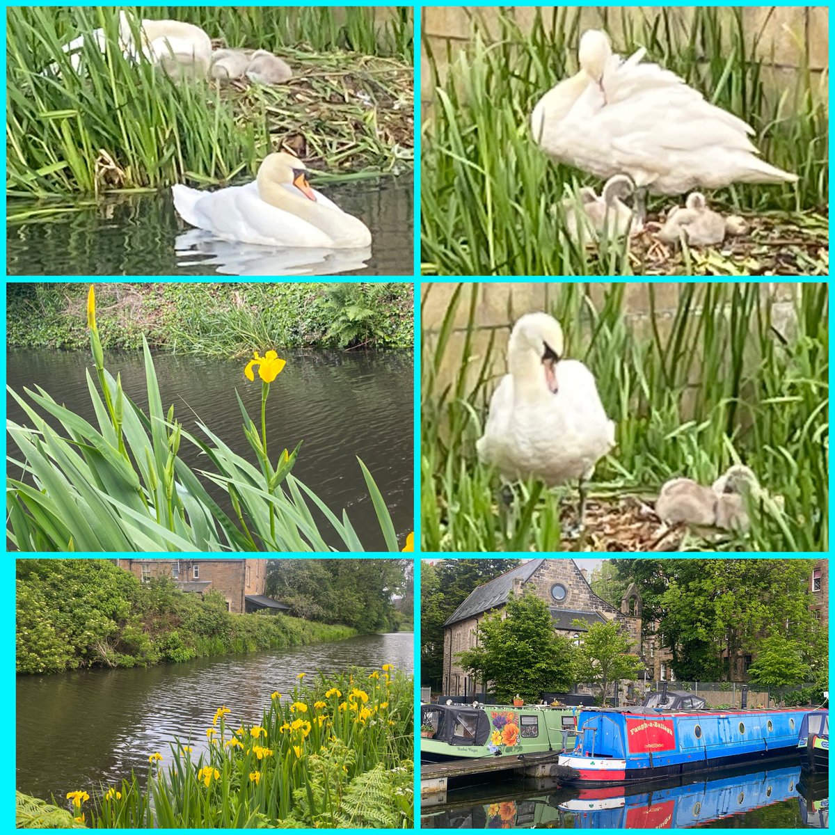 JudeMckerrecher's tweet image. #Tinymomentsofjoy🫶in an evening canal walk &amp;amp; a beautiful swan family; a generous, special gift &amp;amp; chocolate from my secret friend at work; a lovely gift of a bracelet from our kind SQA invigilator team; garden flowers; kindness &amp;amp; thoughtfulness in many contexts🙌#grateful🙏💝🪷
