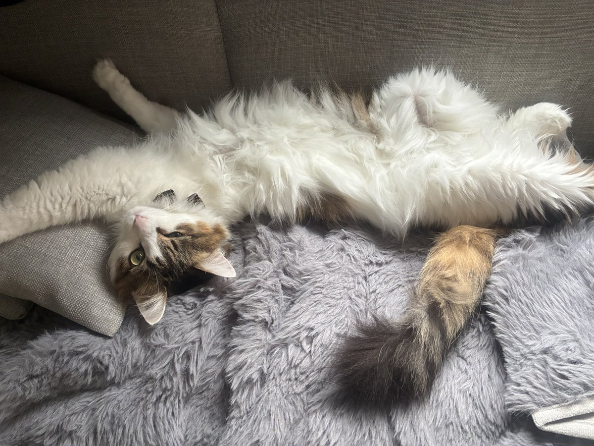 Layla_keyb's tweet image. ここ数日鼻詰まりからの耳詰まりでmix作業が思うように進まず…
ギターやらベースやら猫やら弾いて遊んでます