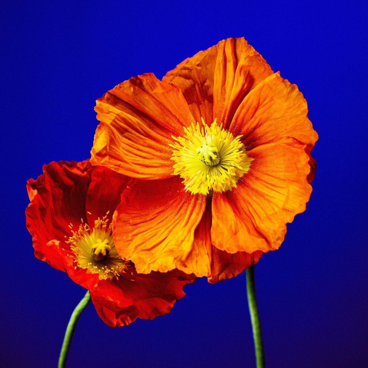 Welcome <a href="/gpunknft/">gpunknft</a> to the Flower fam. 🌸

I met Gpunk last year, caravanning into Marfa. By pure luck, I landed shotgun in a convertible he’d rented. We lathered on sunscreen, dropped the top, and hit the road toward a BBQ spot he’d scouted in advance. 
(Best BBQ I’ve ever had,