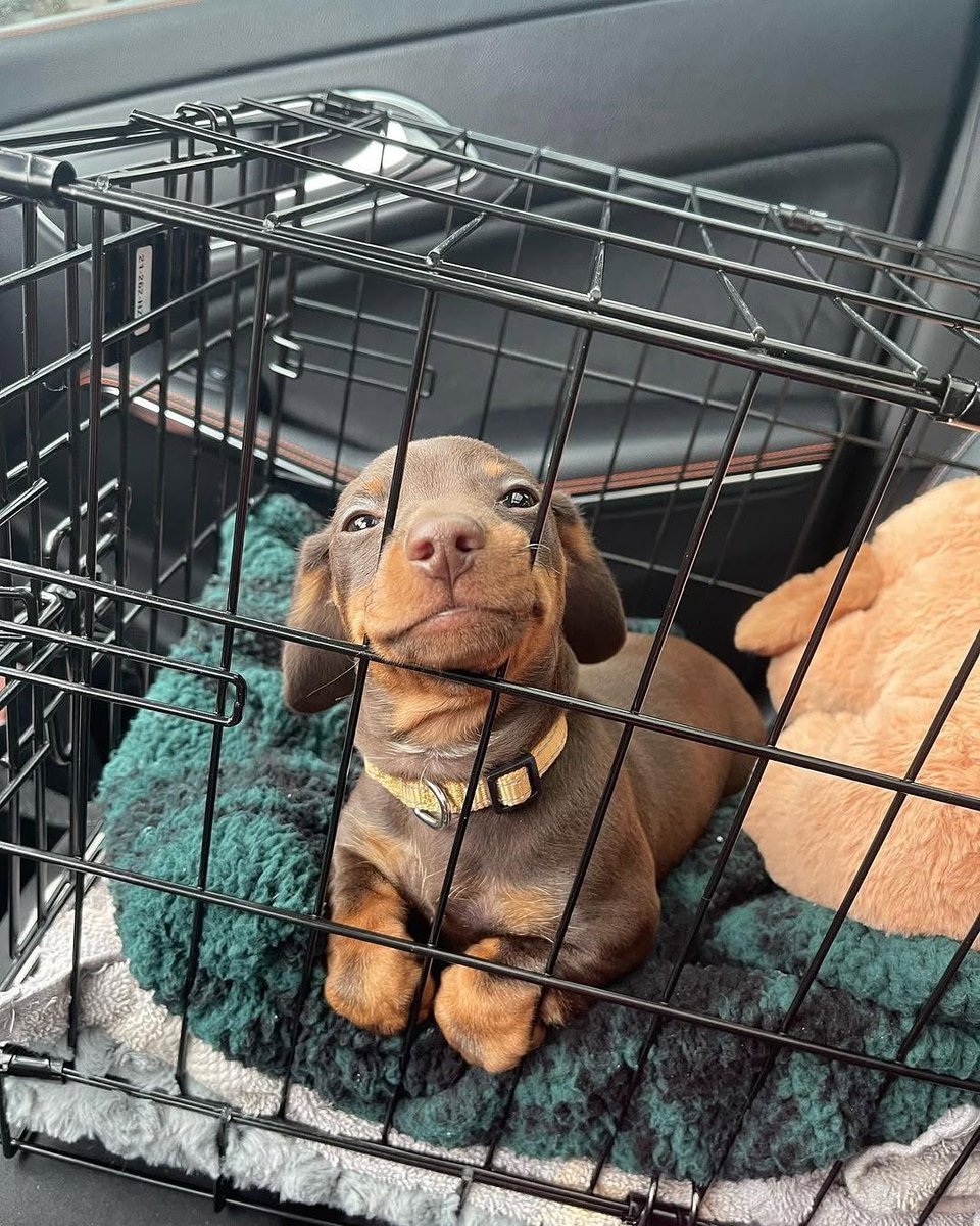 Puppies 🐶 tweet media