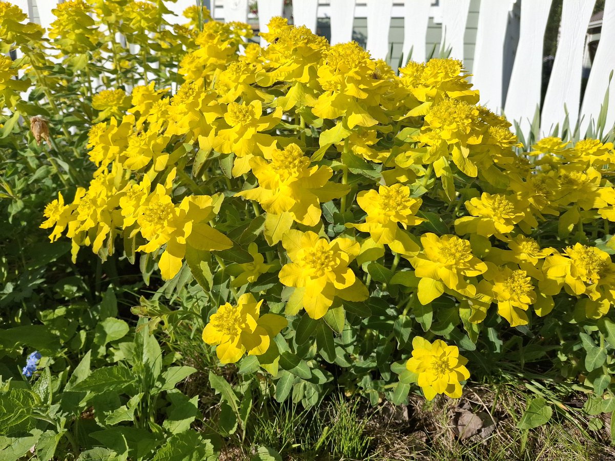 Kultatyräkki kukoistaa. 😃