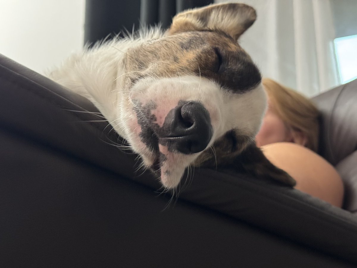 GuidingFire's tweet image. Can’t believe this little guy is already a year old. Time flies!