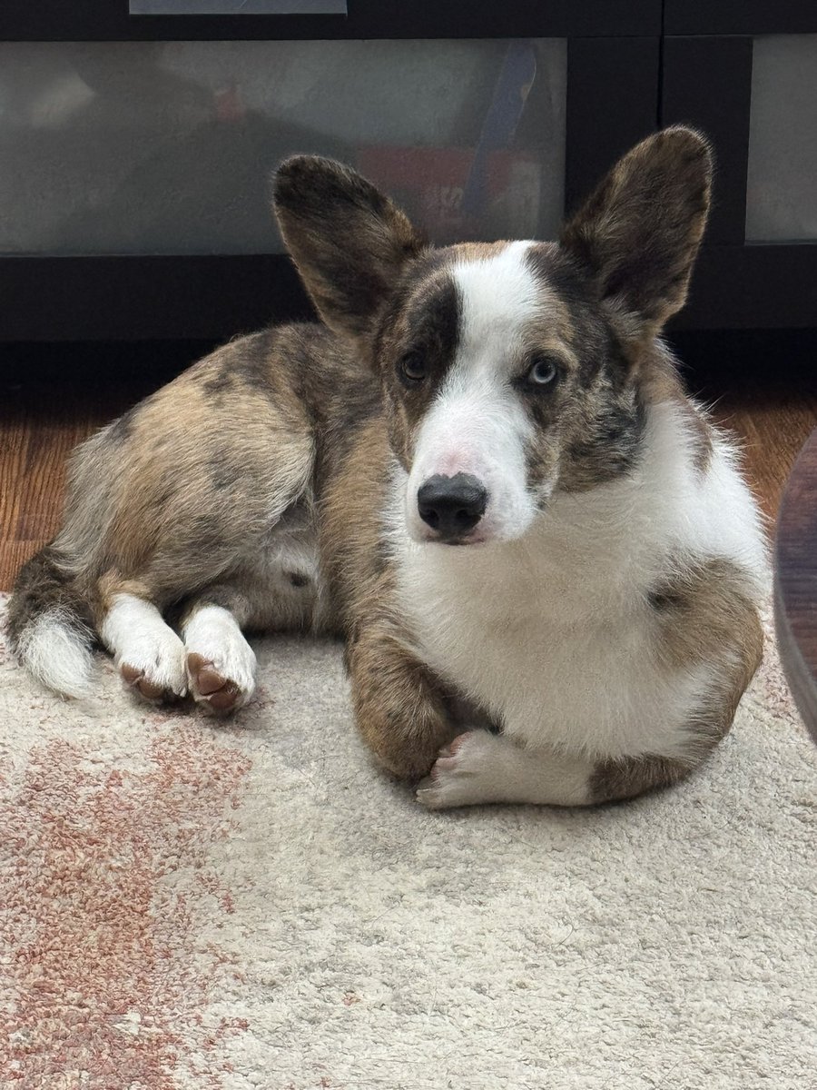 GuidingFire's tweet image. Can’t believe this little guy is already a year old. Time flies!