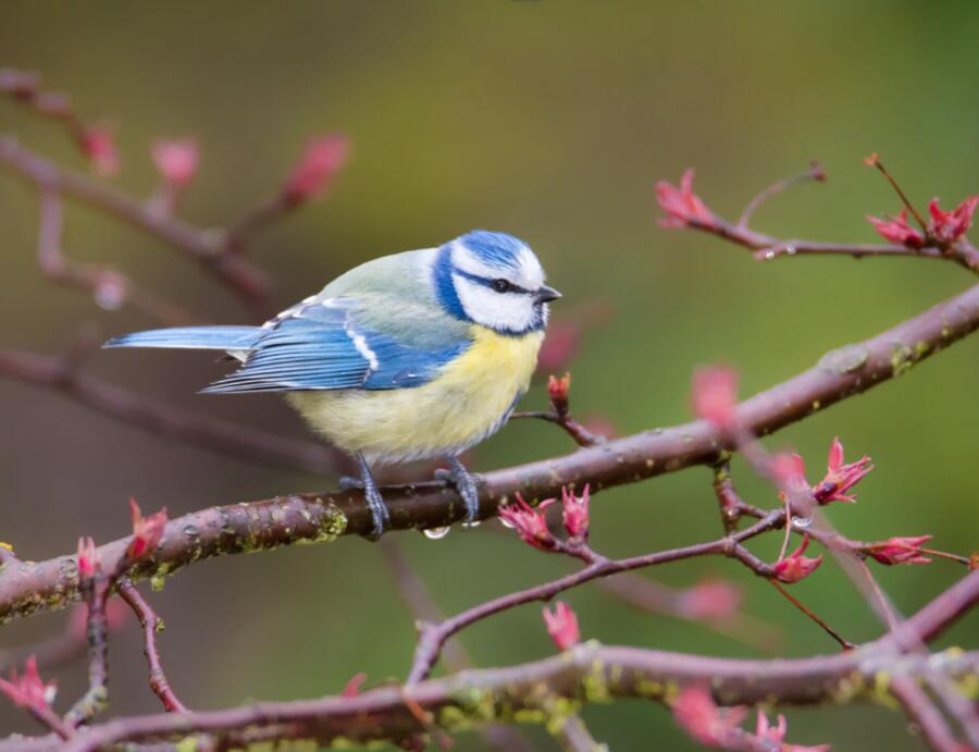 Limportant_fr's tweet photo. Hauts-de-France : les habitants de cette commune plantent des milliers d'arbres pour accueillir une centaine d'oiseaux et préserver la nature https://t.co/GVo1UUsm42 @CreditMutuelAF #partenaire https://t.co/l4DzdDhaBn