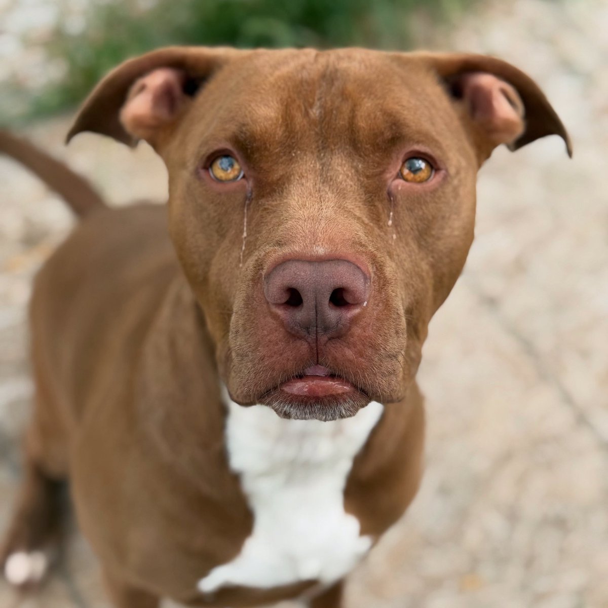 We are so grateful for the outpouring of dry dog food donations — thank you from the bottom of our hearts! 💛 But we’re currently in need of soft dog food, which we use to give meds, monthly heartworm prevention, and as a special treat for our pups.

If you’d like to help, you