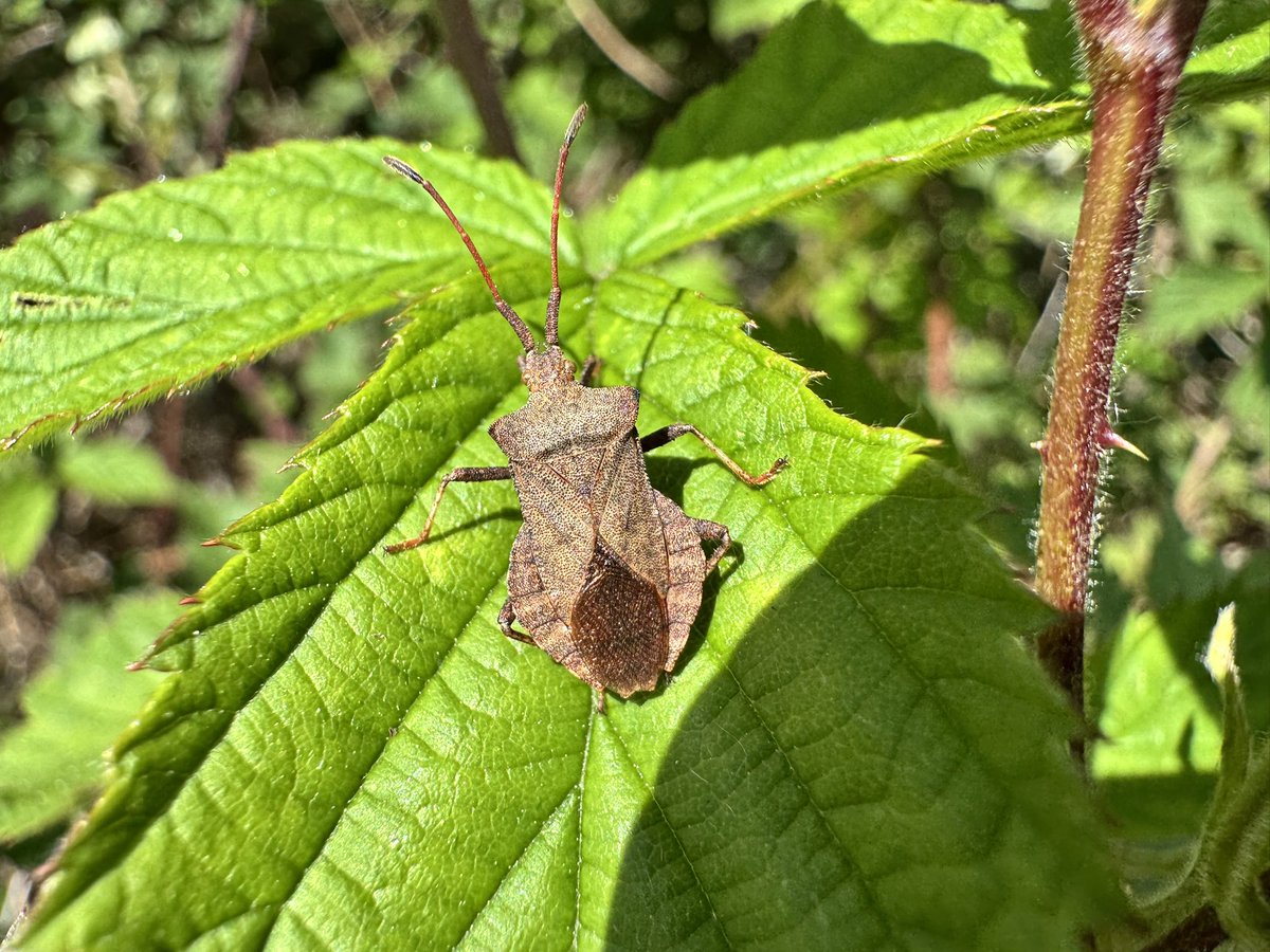 Een mooie boswandeling om de val van het kabinet te vieren, met een eikenoogspanner, de volgroeide rups van de witlakvlinder, een mica platvoetje zweefvlieg en de zuringrandwants.