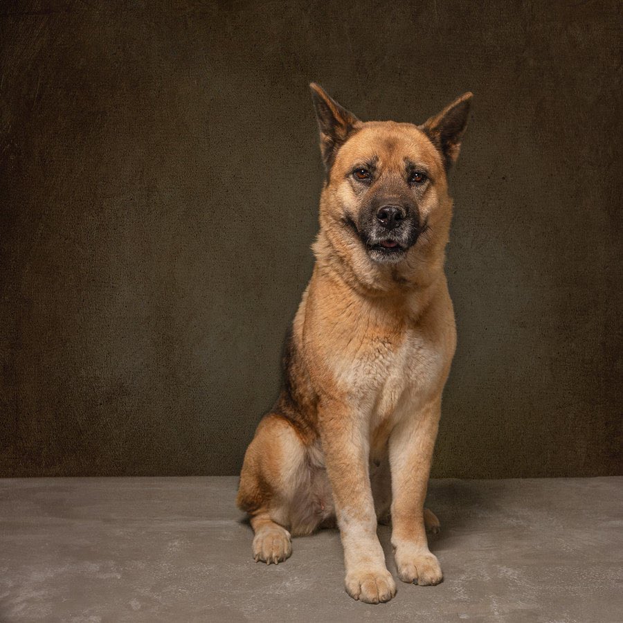 La elegancia y belleza representadas por nuestra rescatada Lilo. 😍
Que esperan para adoptarla. 👇🏻

•5 años. 
•talla grande.
•protocolo completo. 
•convive bien con otros perritos.
•Energía media.
Estamos en CDMX.