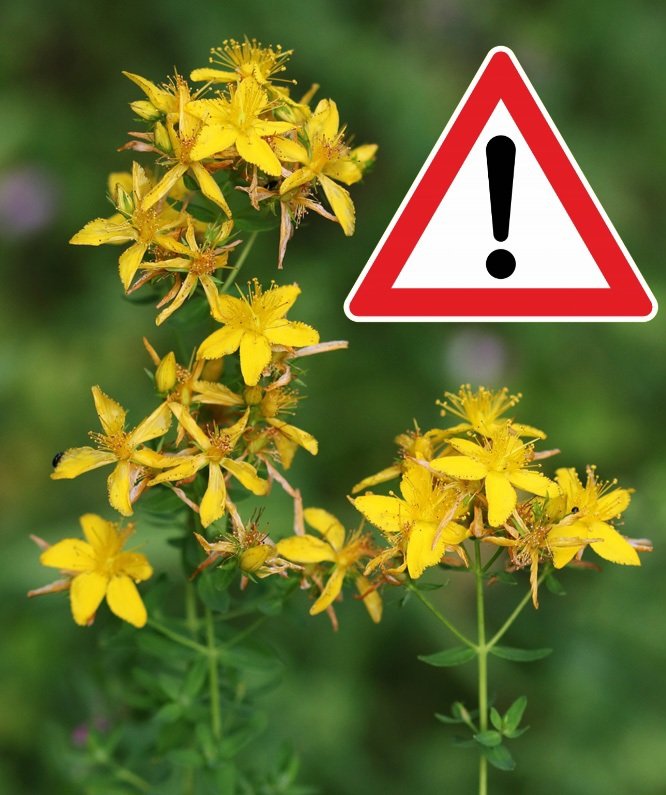 "Naturel" ne veut pas dire "sans danger"!

Le millepertuis🌿:
✔️peut traiter dépressions d’intensité légère à modérée avec efficacité démontrée mais modérée
🚫 dépression sévère
⚠️interactions dangereuses avec antidépresseurs IRS!

#AttentionAutomédication
#SanteMentale