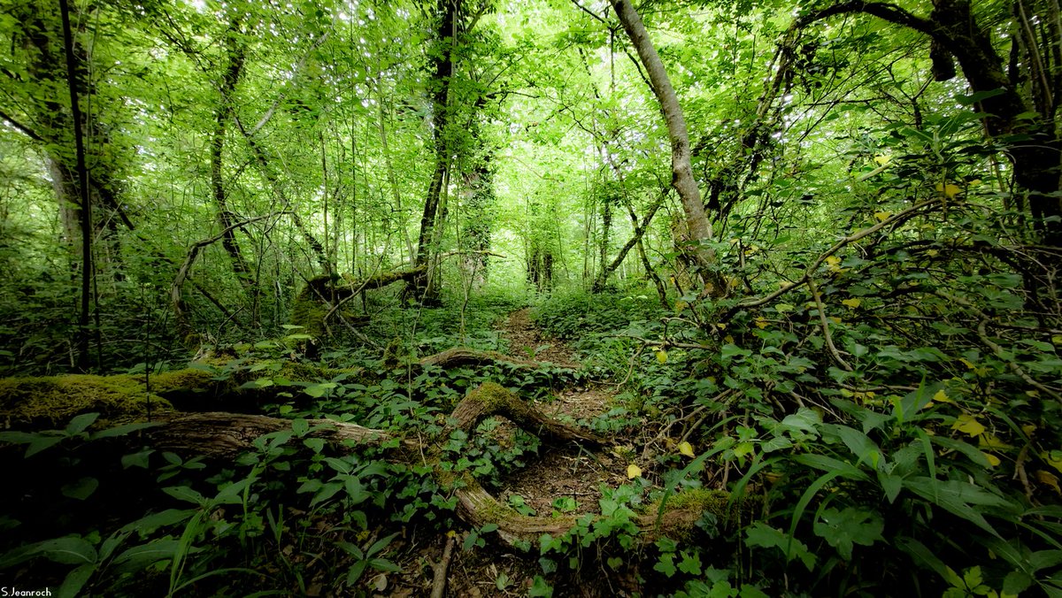 SJeanroch's tweet photo. Hi Twitter #BaladeSympa #CotedOr #cotedorpix #France #photooftheday #Nature #NaturePhotography #printemps #trees #landscapephotography #Paysage #ePHOTOzine #TwitterNatureCommunity #forêt #Naturebeauty #MagnifiqueFrance #wildnature #PhotoOfTheWeek #naturelove #hikingadventure #zen https://t.co/Tf8Q6YODg5