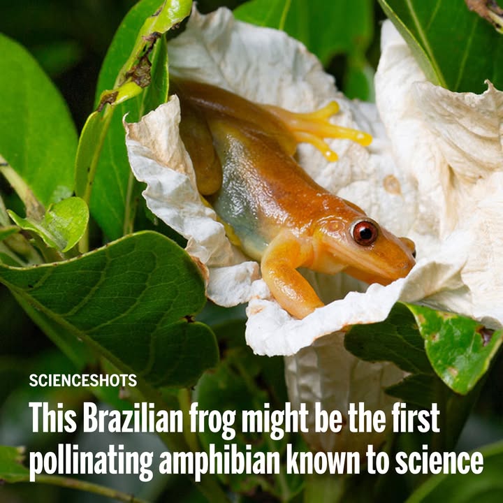 It’s the first time a frog—or any amphibian—has been observed pollinating a plant, researchers reported in 2023.

Learn more during #NationalPollinatorsMonth: scim.ag/3Di5LWy