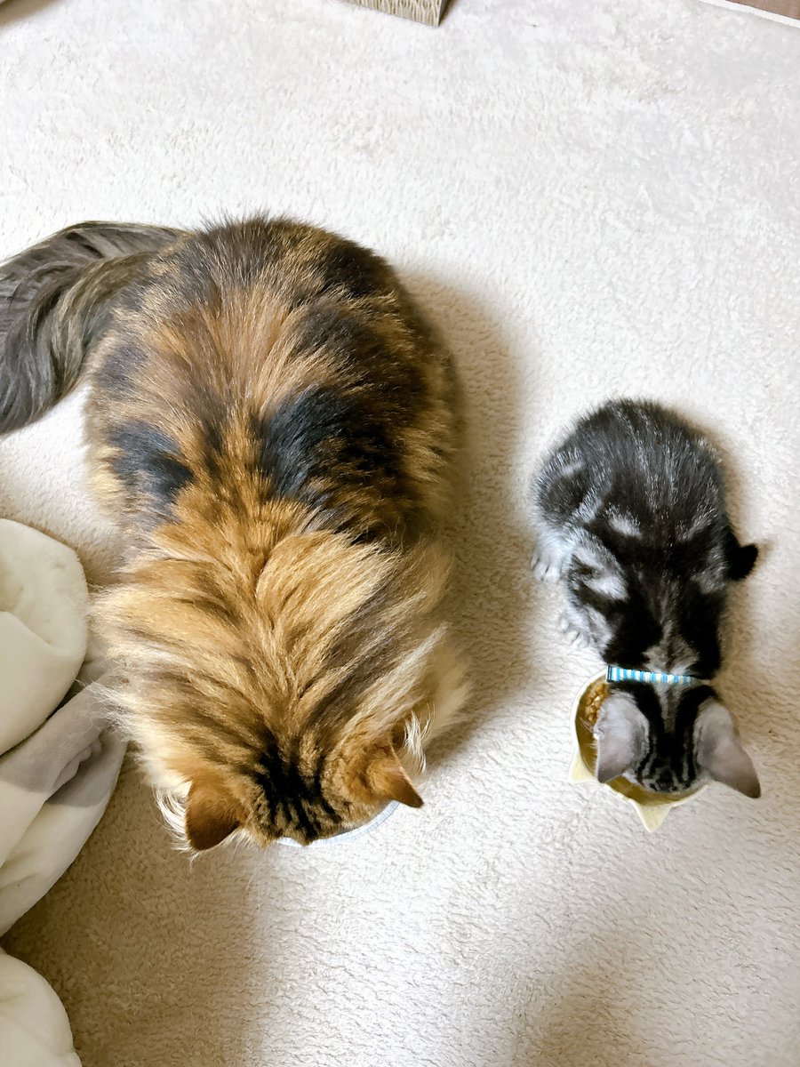 ruuvkuu's tweet image. そういえば、新入りのさくくんです
おきゃわ