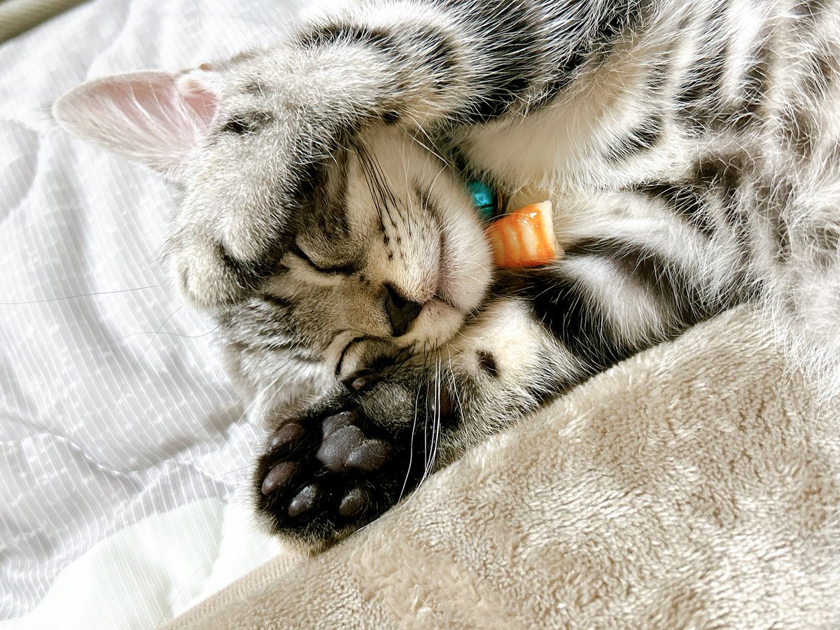 ruuvkuu's tweet image. そういえば、新入りのさくくんです
おきゃわ