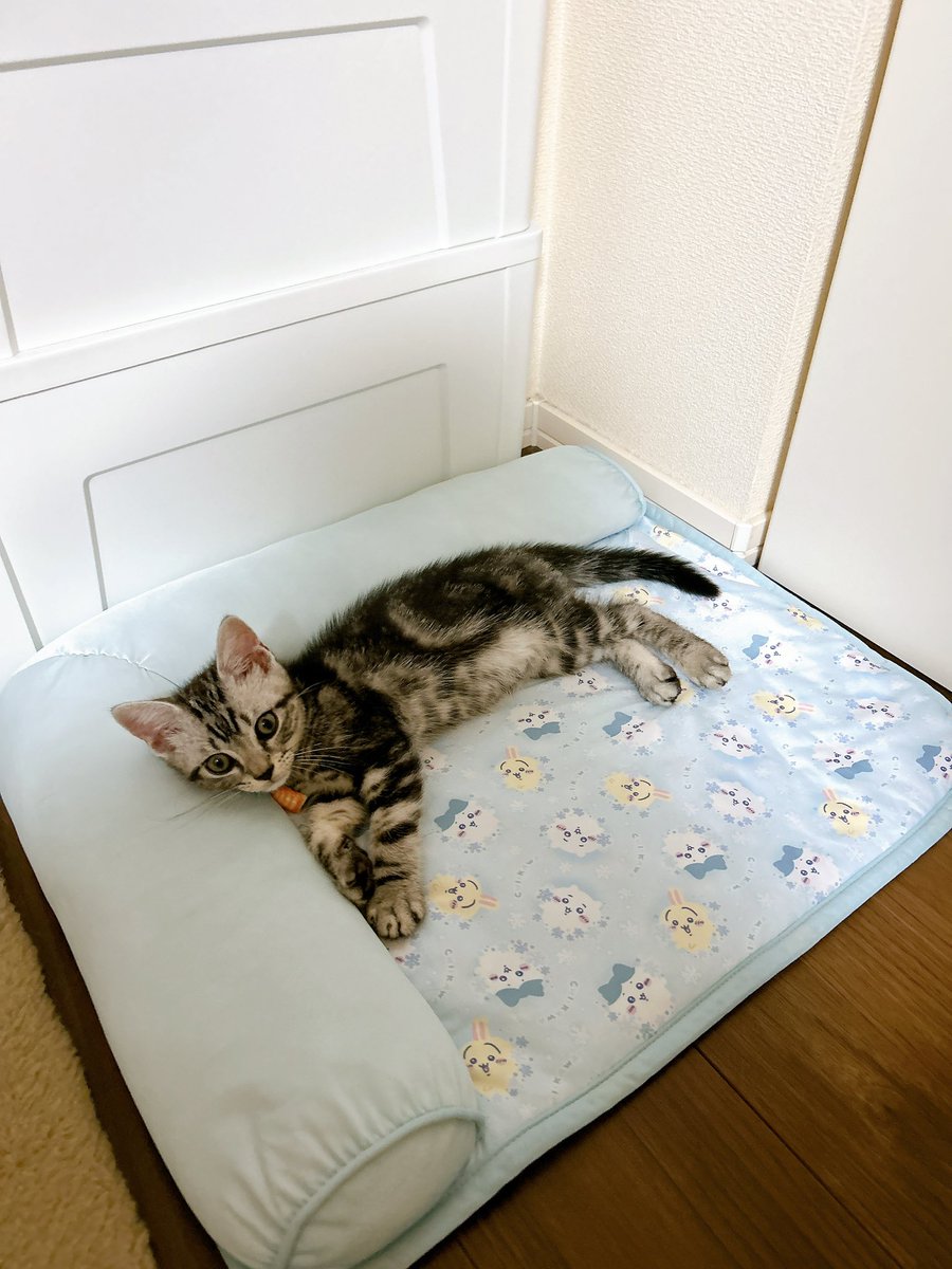 ruuvkuu's tweet image. そういえば、新入りのさくくんです
おきゃわ