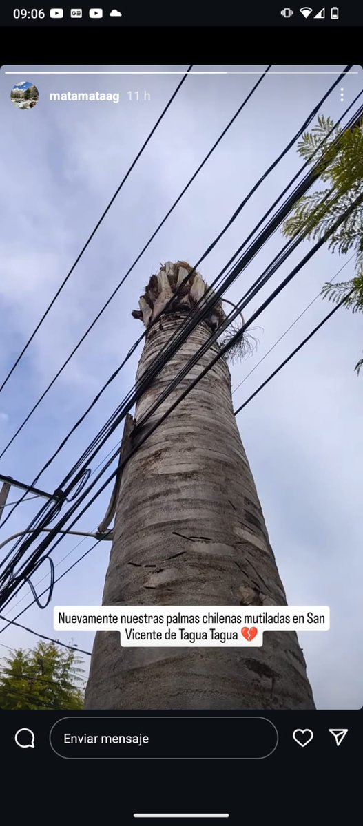 BosqueCachapoal's tweet photo. Así tratan en #SanVicenteTT a la Jubea Chilensis la #PalmaChilena, la nefasta #CGE la indolente municipalidad 
Cuesta mucho una mesa de trabajo, un plan de manejo ? https://t.co/erNdsCAYSG