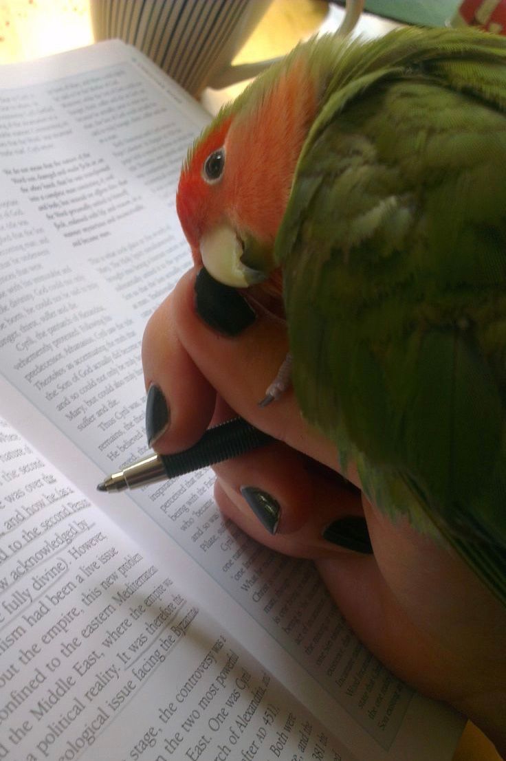 Out of Context Birds (@contextbirds) on Twitter photo 