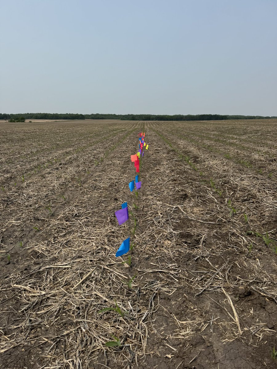 Jesse Bernard (@jebber11) on Twitter photo A trial within a trial! Looking forward to seeing the cob sizes comes fall strictly based on emergence <a href="/thunder_seed/">Thunder Seed</a> #corn🤓 A trial within a trial! Looking forward to seeing the cob sizes comes fall strictly based on emergence <a href="/thunder_seed/">Thunder Seed</a> #corn🤓