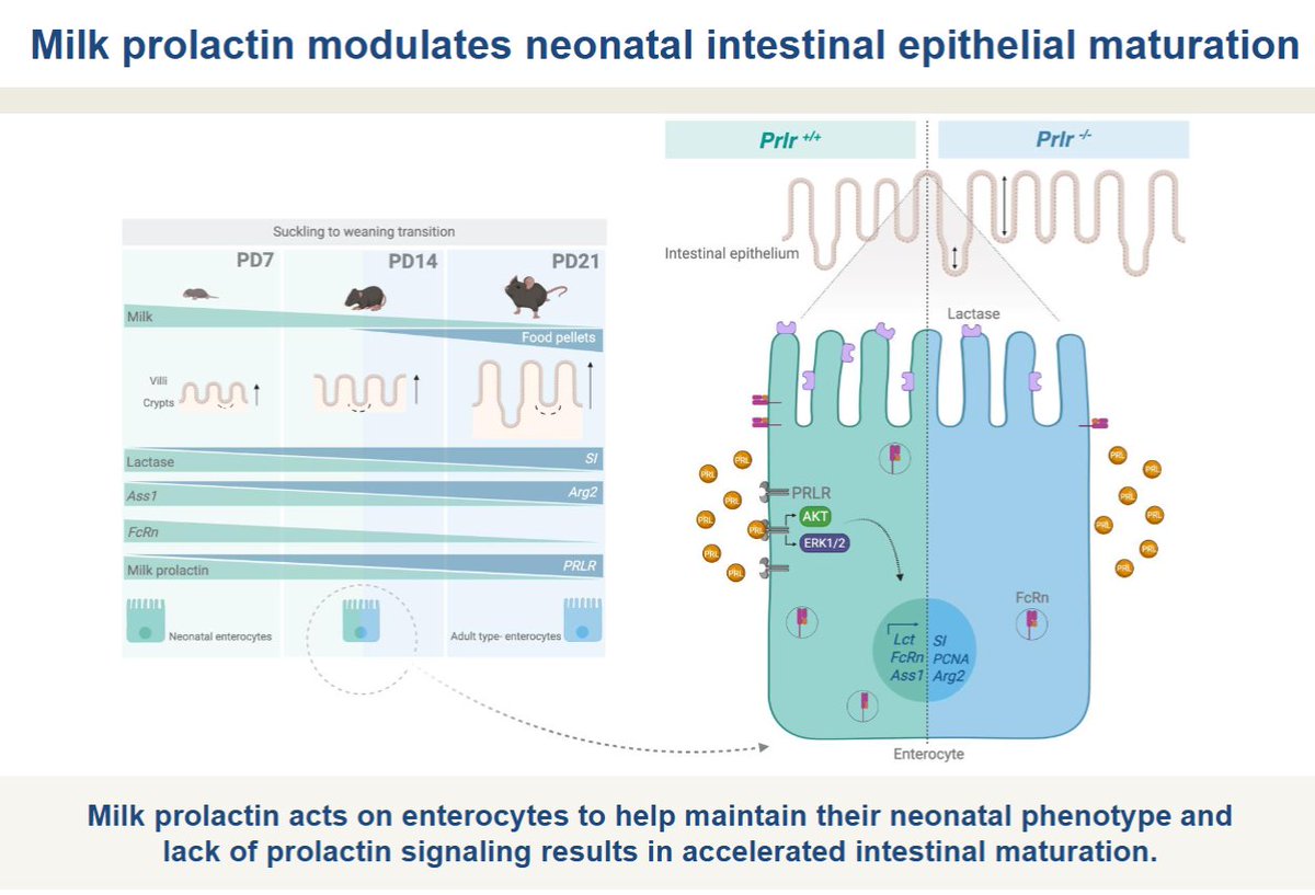 AJPCellPhys's tweet image. Today&apos;s #ArticleinPress from @UNAM_MX is all about #lacation, Prolactin maintains the neonatal phenotype of enterocytes during lactation in newborn mice (José Luis Dena-Beltrán et al.):  

ow.ly/n8Sc50W2vG4

#OpenAccess