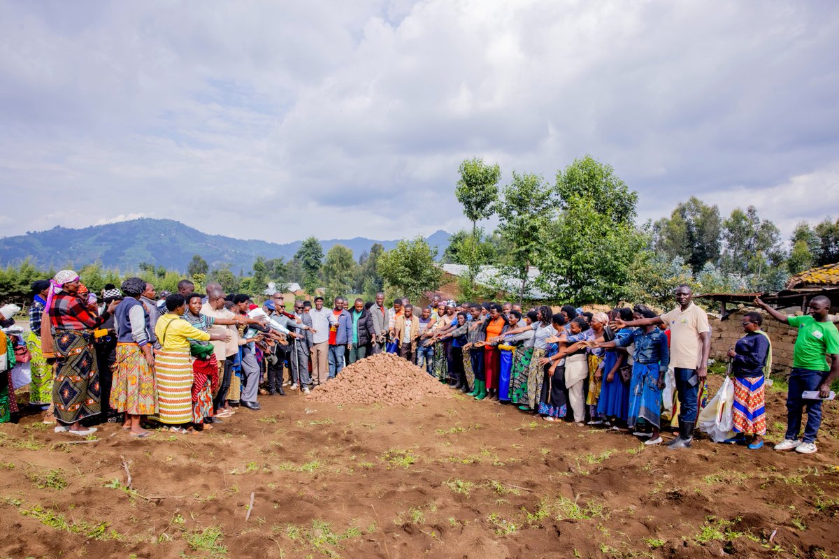 RwandaAgriBoard's tweet photo. Uyu munsi, RAB, @ASARECA  na @spfikigega batangiye igikorwa cyo gusarura ibirayi byeze ku mbuto nshya y’ibirayi, yakozwe na RAB, yitwa ''Cyerekezo'' mu rwego rwo kureba ubwiza n'ubwinshi bw'umusaruro wayo. https://t.co/vCYnKZRCCX