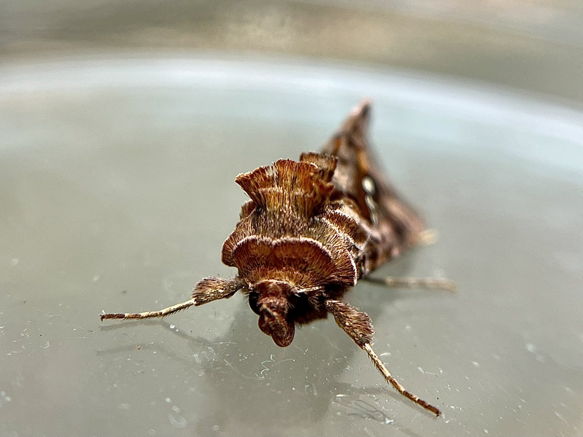 Beautiful Golden Y was new for the garden on Sunday night.