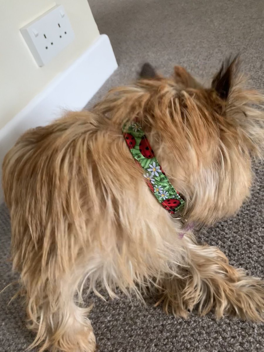 Look at my gorgeous new collar courtesy of <a href="/BellaShihTzuAce/">Bella🇬🇧</a> it has daisies 🌼 and ladybirds 🐞 on it thank you I love it ❤️❤️❤️🐾🐶