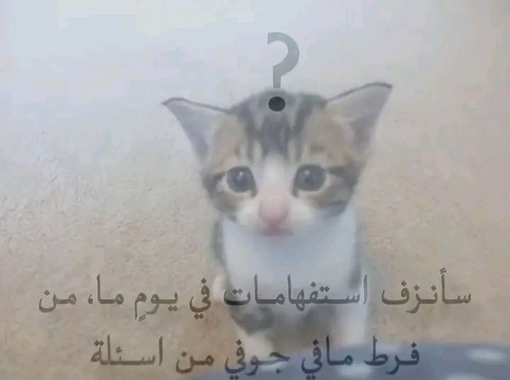 مكرونة (@makrona12345) on Twitter photo 