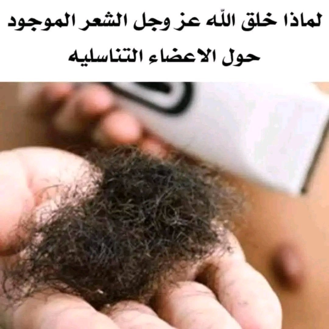 لماذا خلق الله عز وجل الشعر الموجود حول الأعضاء التناسلية ولماذا أمرنا النبي صلي الله عليه وسلم بحلقهم 👇التفاصيل اول تعليق 👇