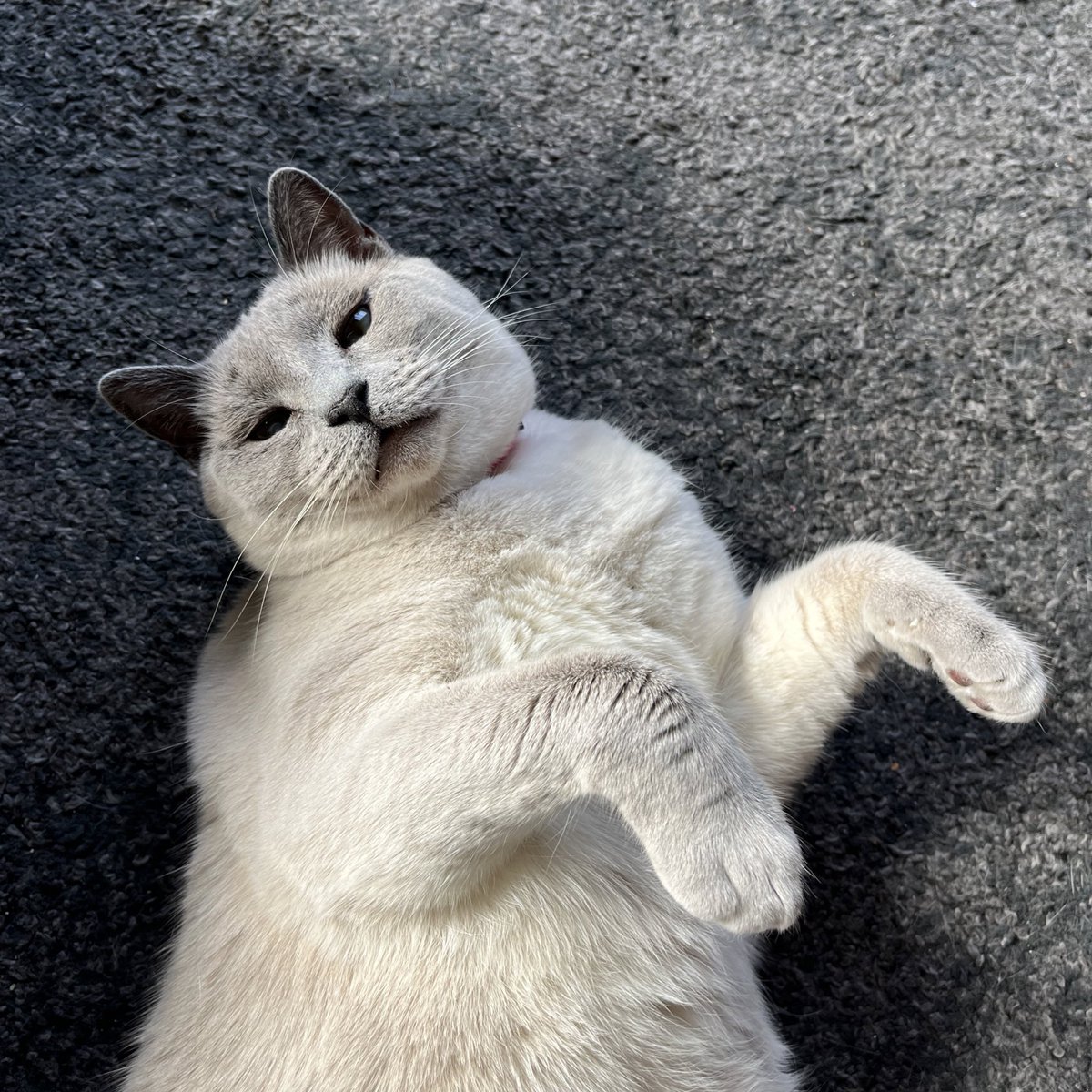 bysadiekuiper's tweet image. update not only worms, but also FLEAS 🫠 girl you’re lucky i love you so bad