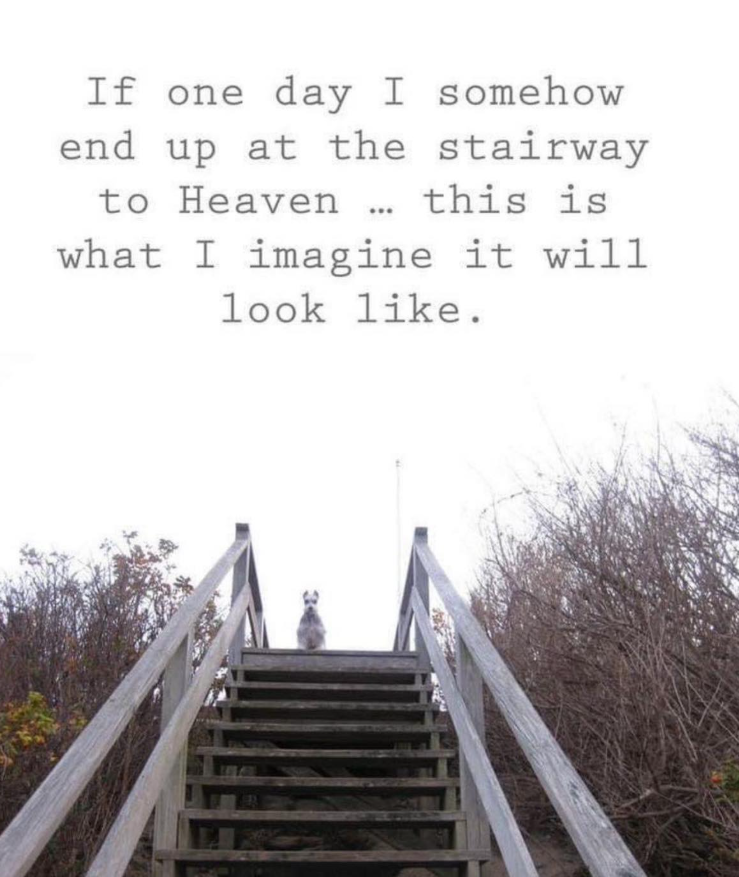 This so touching.. I miss my dog more than life