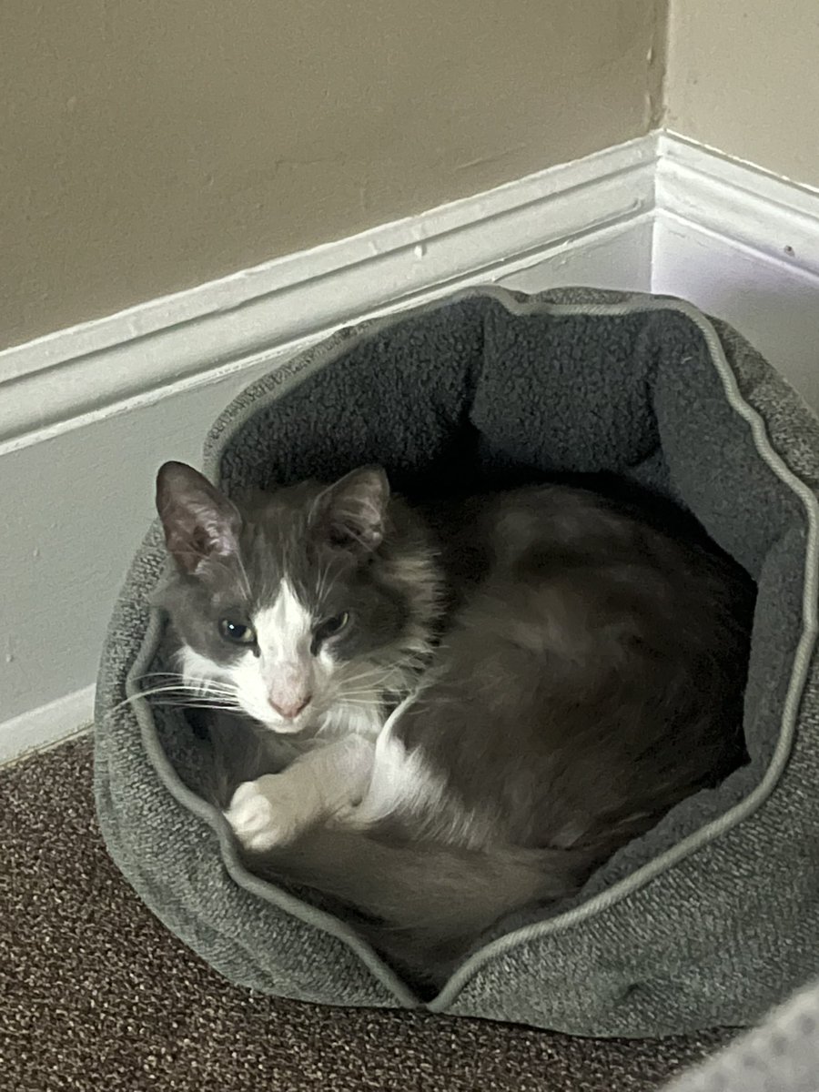 Is it me or does he look like he got a little attitude going on? 😾