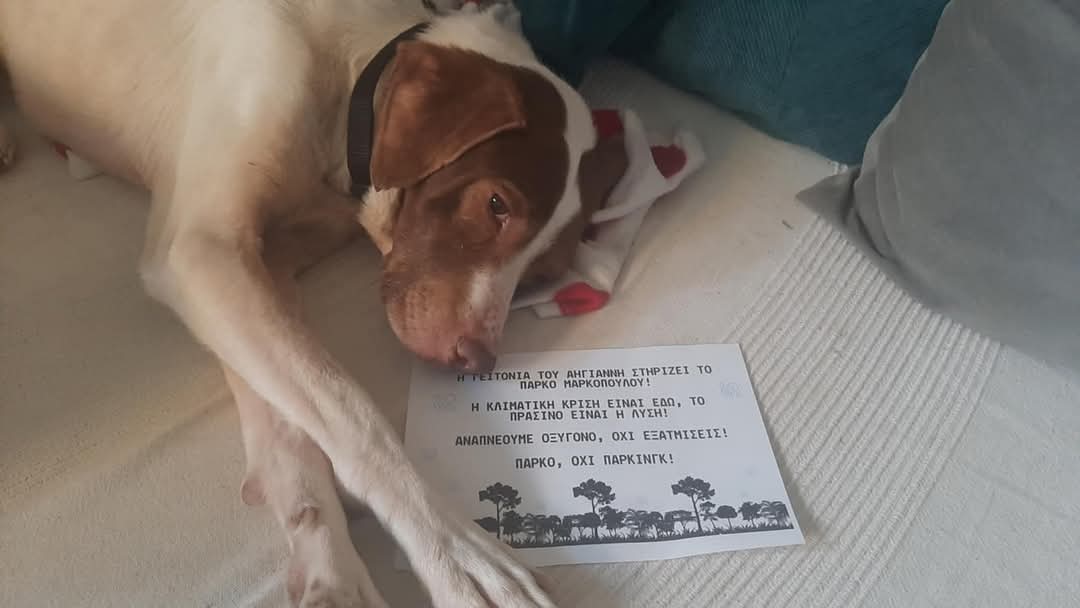 Η υπέροχη Νέλλη που βρέθηκε ημιθανής από την ασιτία έχει πάρει 5 κιλά και είναι υπέροχος χαρακτήρας! Είναι περίπου 7 ετών, πολύ συνεργάσιμη και τα πάει τέλεια με άλλα ζώα. Αν ψάχνετε μια ήρεμη συντροφιά, είναι ιδανική περίπτωση! ❤️🙏☎️ 6945593988.