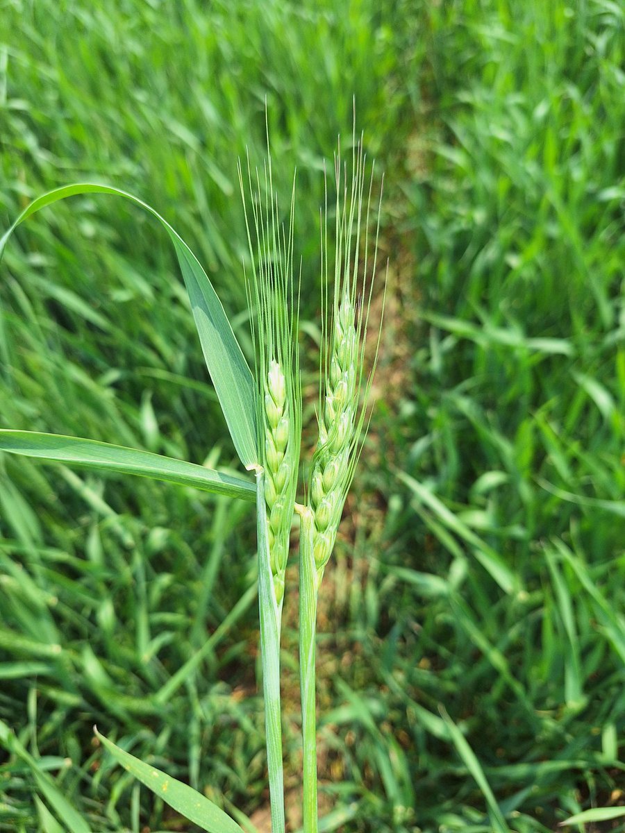 SCSAgronomy's tweet image. #agrisagronomy a month difference in planting date shrinks to a week difference this time of year. Later planted (left) appears to catch up. However later planted has fewer spikelets.
