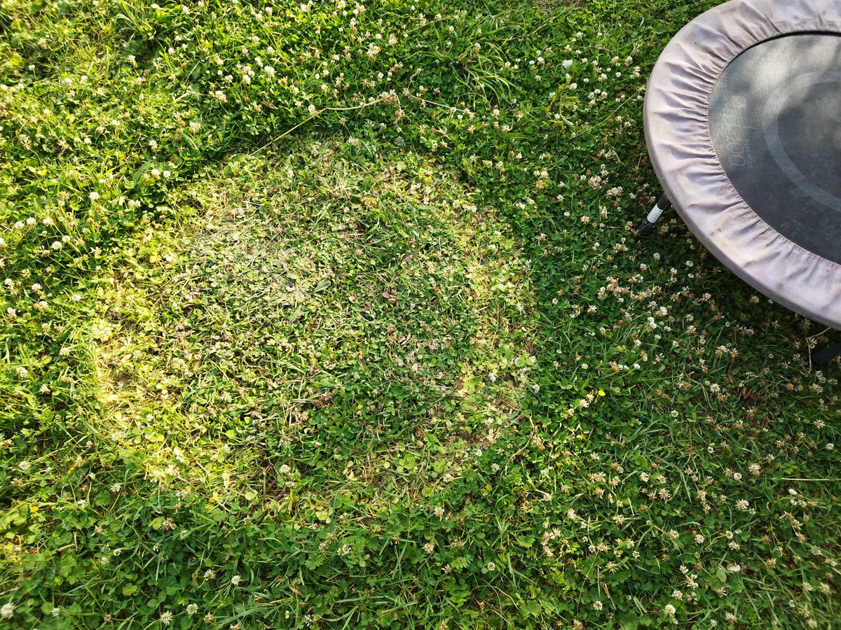 Alerte. Crop circle de dingo trouvé à l'instant dans mon jardin. Piste extra-terrestre largement privilégiée. Je vous tiens au courant de la suite.