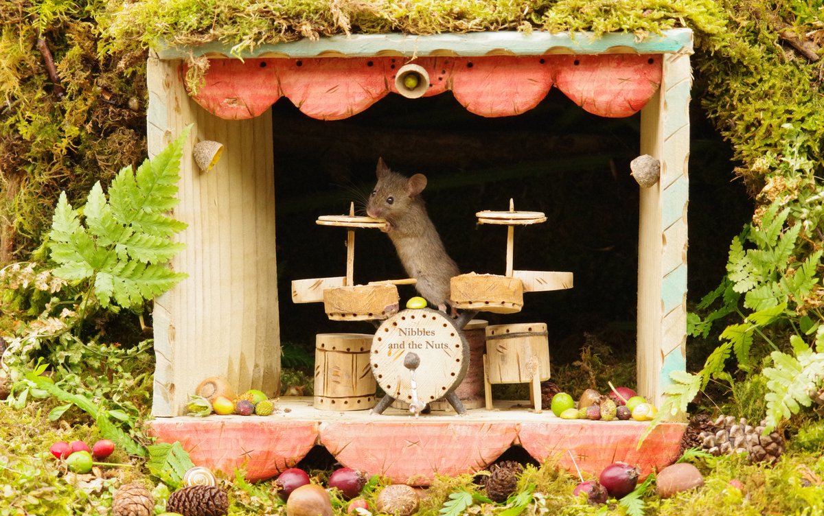 simon_dell_tog's tweet photo. Tonight on stage we have a drum solo from Nibbles .
Hope you all enjoy I am off to get some ear plugs 📷 .
.
.
.
#mousedrummer #mousevillagecreator #simondell #copyrightprotected #ideas https://t.co/SAtKPw5aeX