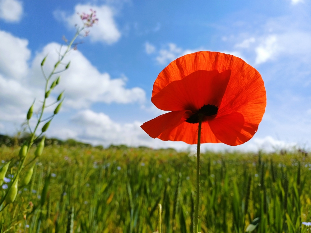 Just a poppy in a field  ♥️ #WestPenwith <a href="/TinCoastNT/">Tin Coast NT</a> <a href="/NTSouthWest/">National Trust South West</a> <a href="/WildNaturePress/">Wild Nature Press</a> <a href="/BSBIbotany/">BSBI: Botanical Society of Britain & Ireland</a>